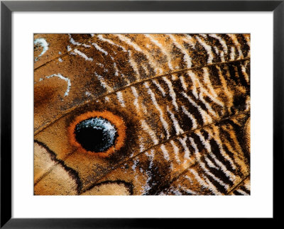 Wing Pattern On Owl Butterfly by Adam Jones Pricing Limited Edition Print image