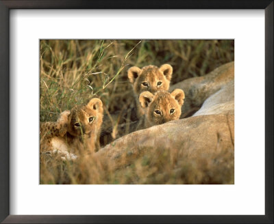 Trio Of Six Week Old Lion Cubs Looking Over Sleeping Mother, Masai Mara National Reserve Kenya by Adam Jones Pricing Limited Edition Print image