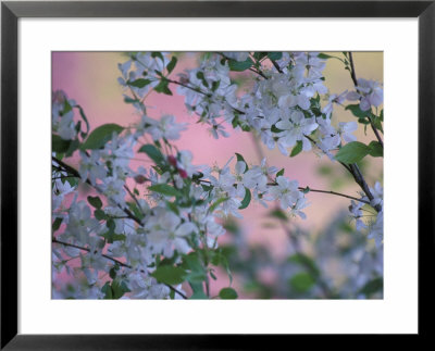 Weeping Cherry Tree Blossoms, Kentucky, Usa by Adam Jones Pricing Limited Edition Print image