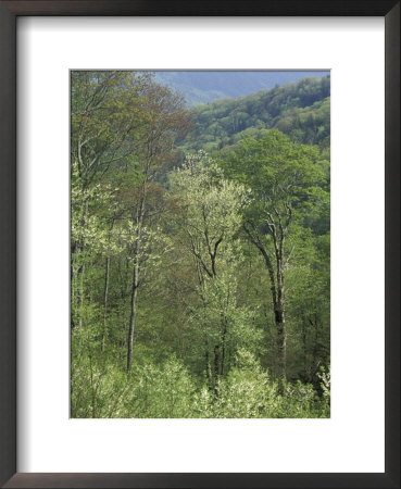 Early Spring Foliage, Great Smoky Mountains National Park, Tennessee, Usa by Adam Jones Pricing Limited Edition Print image