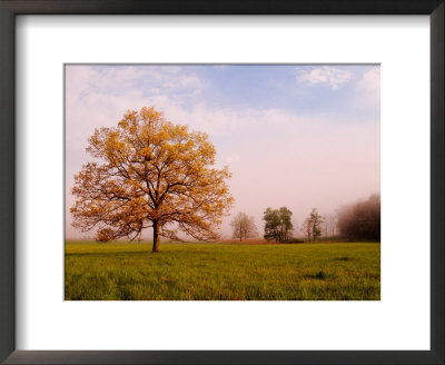 Tree In Foggy Meadow, Cades Cove, Great Smoky Mountains National Park, Tennessee, Usa by Adam Jones Pricing Limited Edition Print image