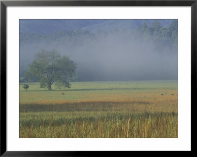 Morning Mist In Cades Cove, Great Smoky Mountains National Park, Tennessee, Usa by Adam Jones Pricing Limited Edition Print image