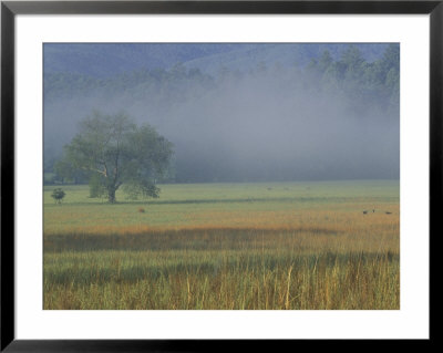 Morning Mist In Cades Cove, Great Smoky Mountains National Park, Tennessee, Usa by Adam Jones Pricing Limited Edition Print image