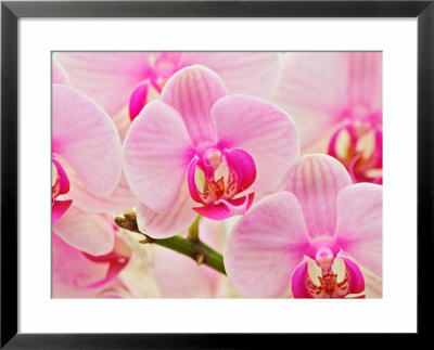 Hybrid Orchids, Selby Gardens, Sarasota, Florida, Usa by Adam Jones Pricing Limited Edition Print image