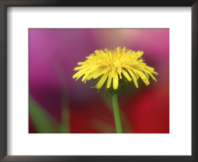 Common Dandelion, Flower, Tn by Adam Jones Pricing Limited Edition Print image