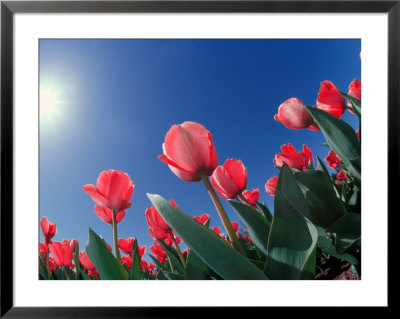 Red Tulips, Cincinnati, Ohio, Usa by Adam Jones Pricing Limited Edition Print image