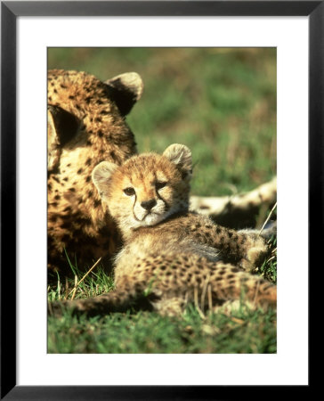 Cheetah, Acinonyx Jubatus Cub Masai Mara Gr, Kenya by Adam Jones Pricing Limited Edition Print image