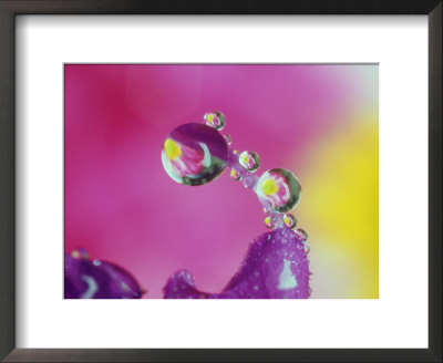 Dew Drop, Refracting Image Of Flower by Adam Jones Pricing Limited Edition Print image