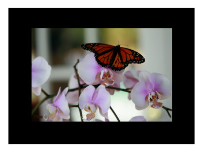 Butterfly I by Miguel Paredes Pricing Limited Edition Print image