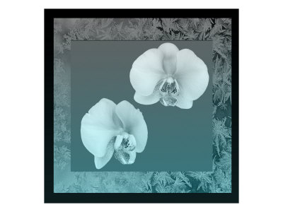 Blue Orchid by Miguel Paredes Pricing Limited Edition Print image