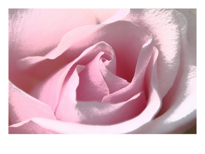 Silk Rose Ii by Miguel Paredes Pricing Limited Edition Print image