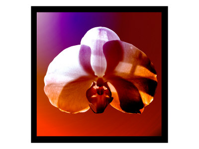 Shadow Orchid Iii by Miguel Paredes Pricing Limited Edition Print image