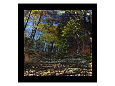 Mystic Forest I by Miguel Paredes Pricing Limited Edition Print image