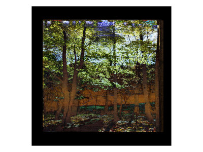 Mystic Forest Ii by Miguel Paredes Pricing Limited Edition Print image