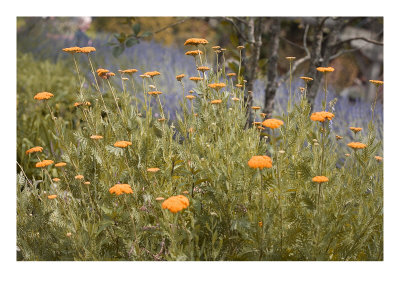 Field Color X by Miguel Paredes Pricing Limited Edition Print image