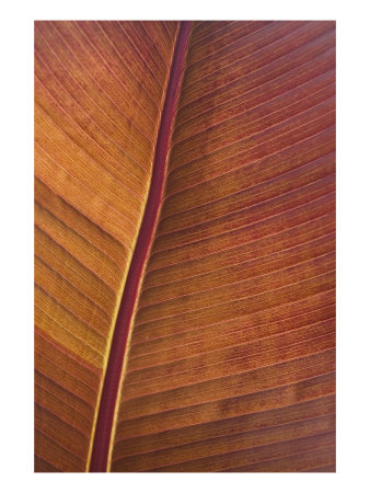 Raw Sienna Vi by Miguel Paredes Pricing Limited Edition Print image