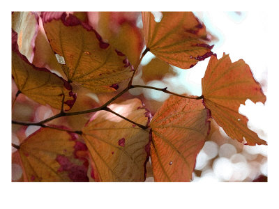 Fall V by Miguel Paredes Pricing Limited Edition Print image