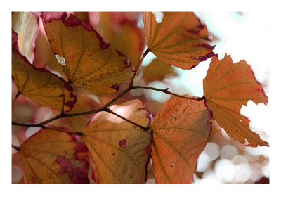 Fall V by Miguel Paredes Pricing Limited Edition Print image