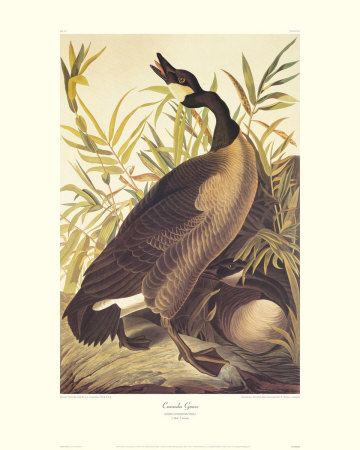 Canada Goose by John James Audubon Pricing Limited Edition Print image
