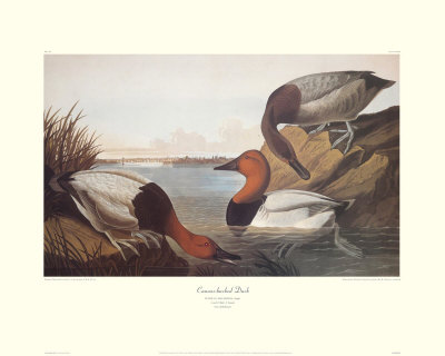 Canvas-Backed Duck by John James Audubon Pricing Limited Edition Print image