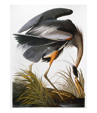 Audubon: Heron by John James Audubon Pricing Limited Edition Print image