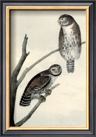 Columbian Day Owl by John James Audubon Pricing Limited Edition Print image