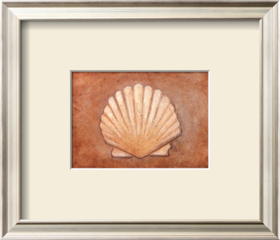 Shell Element Iii by Barbara Shipman Pricing Limited Edition Print image