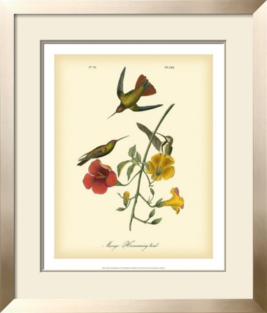 Mango Hummingbird by John James Audubon Pricing Limited Edition Print image
