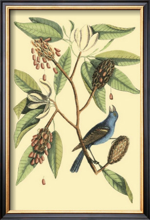 The Blew Grosbeak by Mark Catesby Pricing Limited Edition Print image