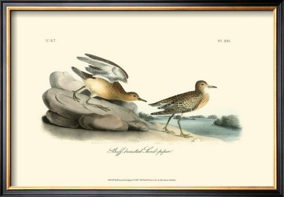 Buff-Breasted Sandpiper by John James Audubon Pricing Limited Edition Print image