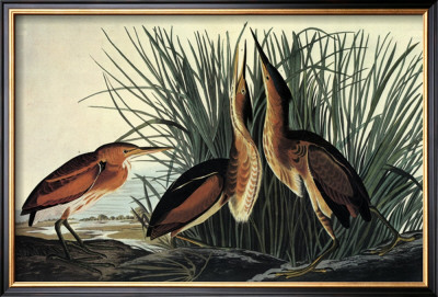 Least Bittern by John James Audubon Pricing Limited Edition Print image