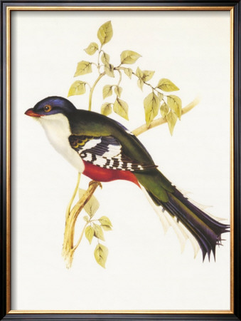 South American Bird Ii by John Gould Pricing Limited Edition Print image
