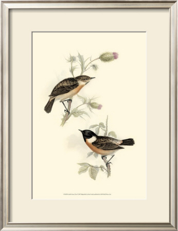 Stone-Chat by John Gould Pricing Limited Edition Print image