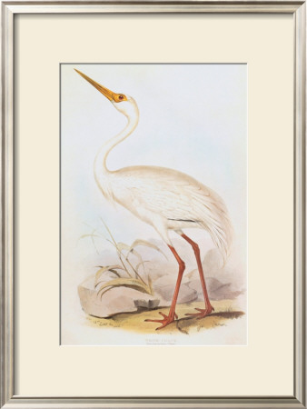 White Crane by John Gould Pricing Limited Edition Print image