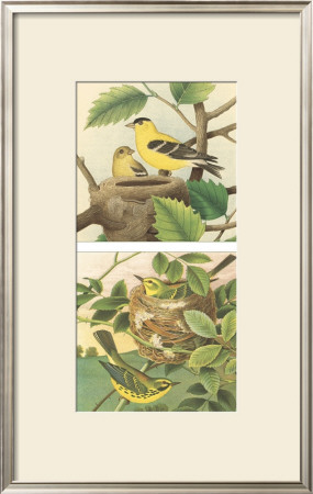Goldfinch & Warbler by John Gould Pricing Limited Edition Print image