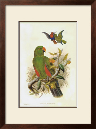 Gould Parrots I by John Gould Pricing Limited Edition Print image