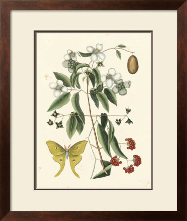 Butterfly And Botanical Iii by Mark Catesby Pricing Limited Edition Print image