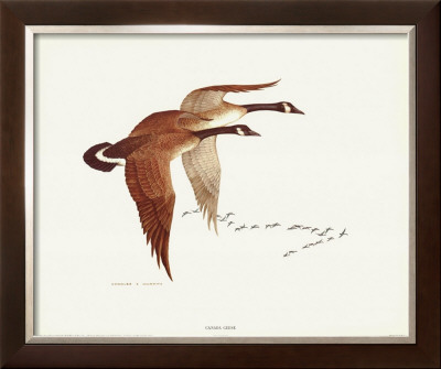 Canada Geese by Charles Murphy Pricing Limited Edition Print image