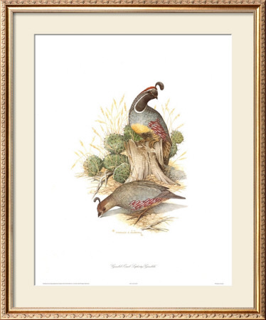 Gamble's Quail by Charles Murphy Pricing Limited Edition Print image