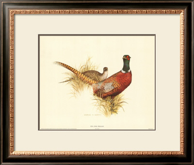 Ring Necked Pheasant by Charles Murphy Pricing Limited Edition Print image