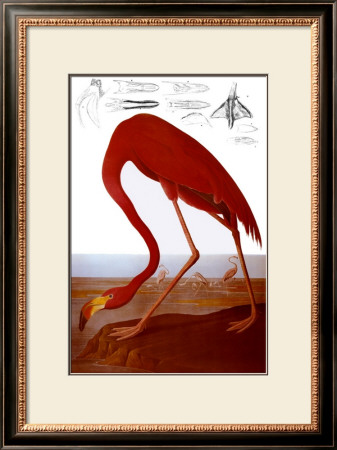 American Flamingo by John James Audubon Pricing Limited Edition Print image