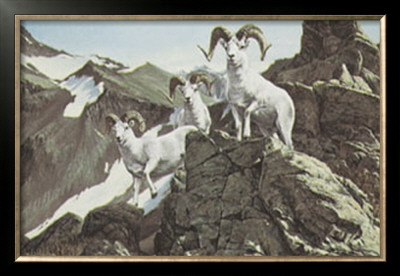 Dall Sheep by Ron Van Gilder Pricing Limited Edition Print image