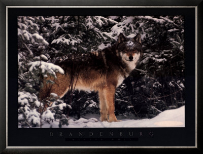 Winter Wolf by Jim Brandenburg Pricing Limited Edition Print image