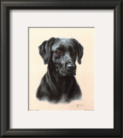 Labrador by Judy Gibson Pricing Limited Edition Print image