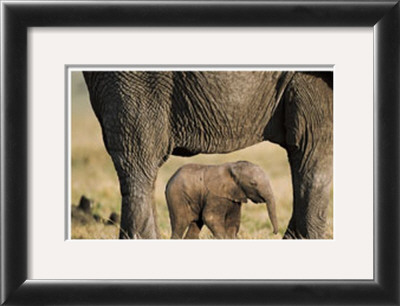 Elephant And Calf by Steve Bloom Pricing Limited Edition Print image