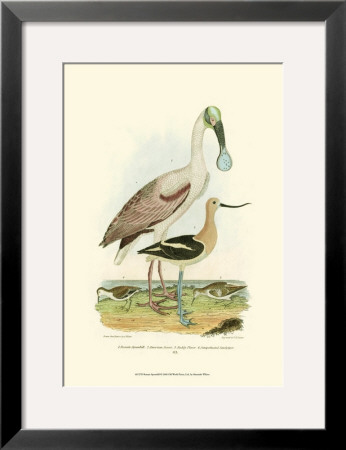 Roseate Spoonbill by Alexander Wilson Pricing Limited Edition Print image
