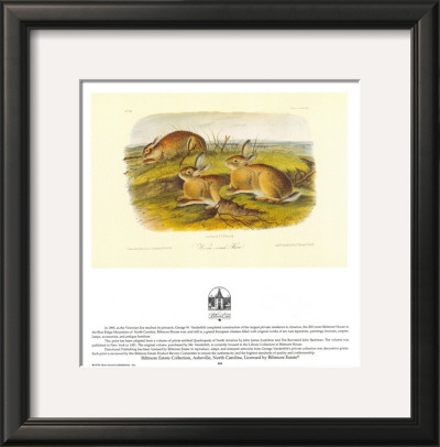 Worm Wood Hare by John James Audubon Pricing Limited Edition Print image