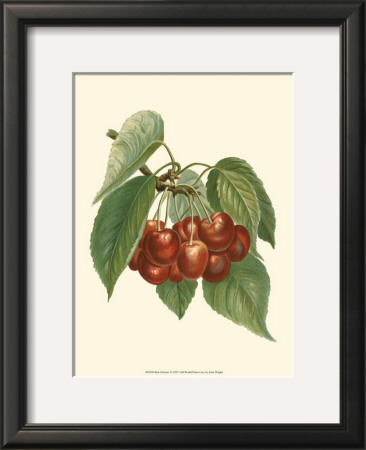 Red Cherries by John Wright Pricing Limited Edition Print image