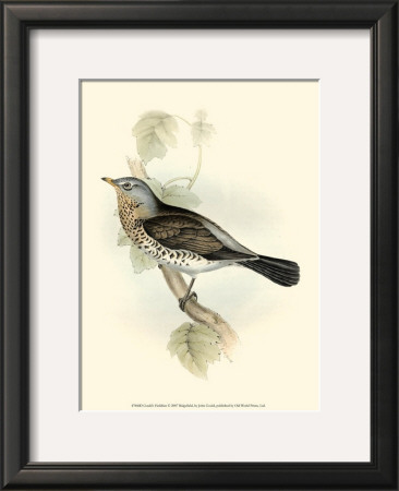 Fieldfare by John Gould Pricing Limited Edition Print image