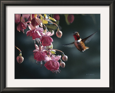 Hummingbird by Terry Isaac Pricing Limited Edition Print image
